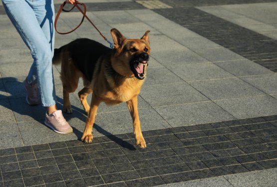 Zakaj pes napade drugega psa? Kaj se v resnici skriva za agresivnim vedenjem