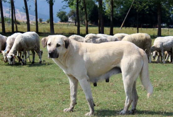 Kangal (Anatolski ovčar)