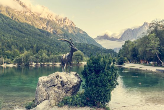 Jezero Jasna: v cianobakterijskih go&scaron;čah potrdili nevarne toksine &ndash; na rezultate preiskav poginulih psov &scaron;e čakamo