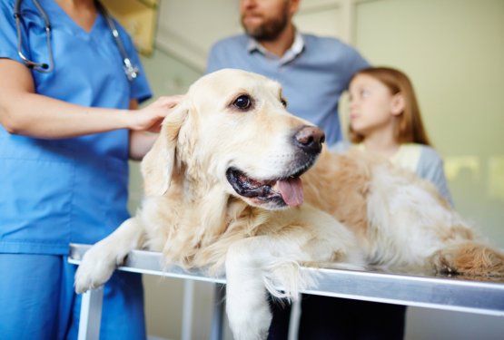 Ko pes ali mačka nujno potrebujeta veterinarja ponoči: Slovenija pripravlja nov sistem dežurstva