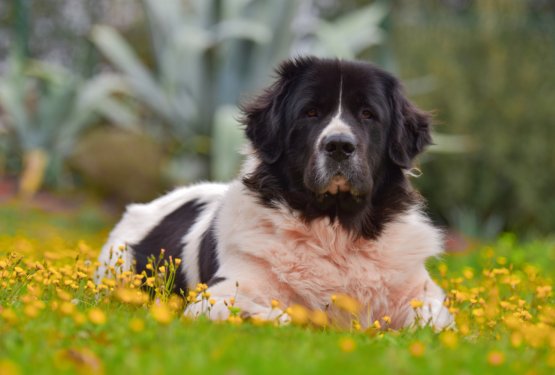 Landseer 