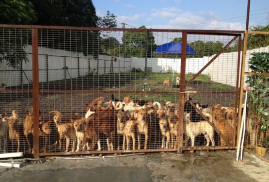 Koronavirus v Italiji čez noč v zavetišča preselil 3.000 psov