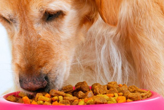 Trgovine za živali ODPRTE! Kako naprej? Trgovina ali splet?