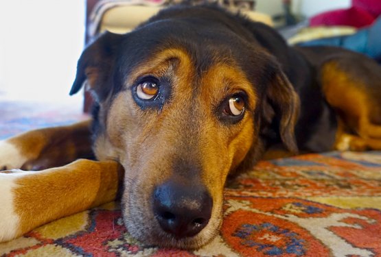 Kako zaščititi svojega psa ali muco, če zbolite?