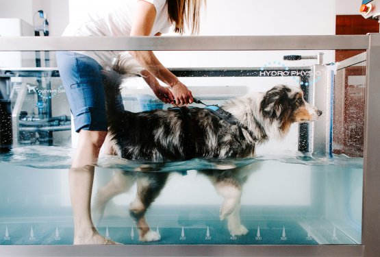 PODPRIMO LOKALNO! Ponujajo živalim različne rehabilitacijske metode