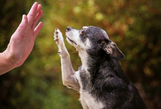 Kako sobivati s pasjim starčkom?