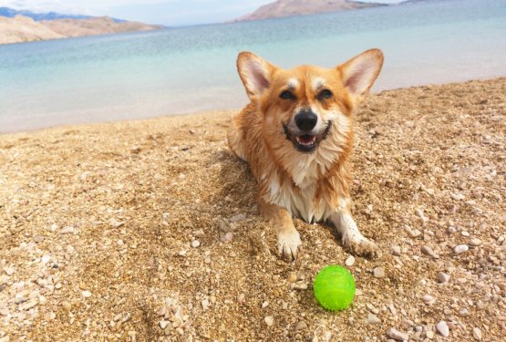 Pasje plaže razveseljujejo in tudi jezijo obiskovalce!