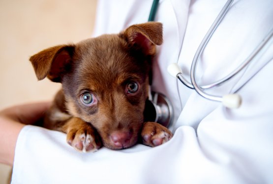 S čim se skrbniki najpogosteje obračajo na veterinarja?