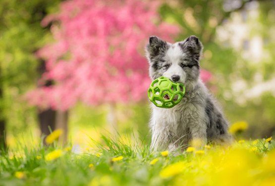Pasja igra, pod na&scaron;imi pogoji!