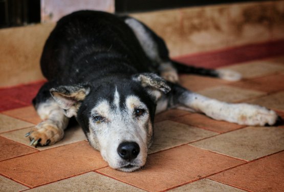Dokazano je, da psi žalujejo tudi ob izgubi pasjega prijatelja!