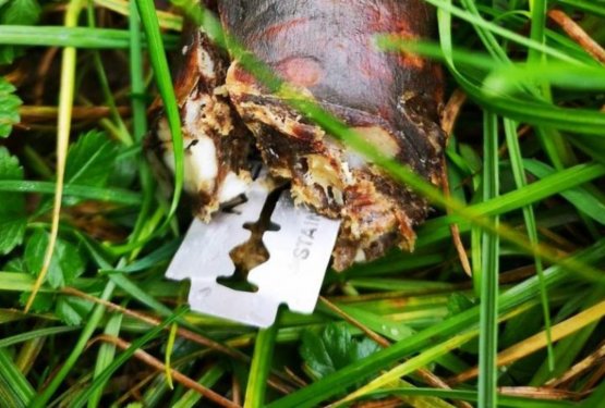 V Ljubljani spet klobase s strupom in zdrobljenim steklom