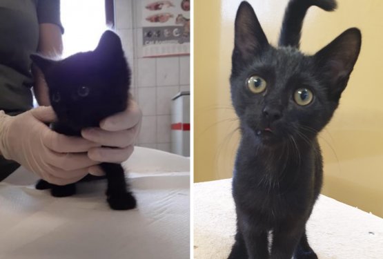 MUC TEDNA: Čiko je v zavetišče prišel star komaj dober mesec