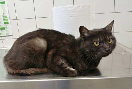 MUC TEDNA: Puhica i&scaron;če dom, kjer bo po mačje sama kraljevala in se mirno postarala!