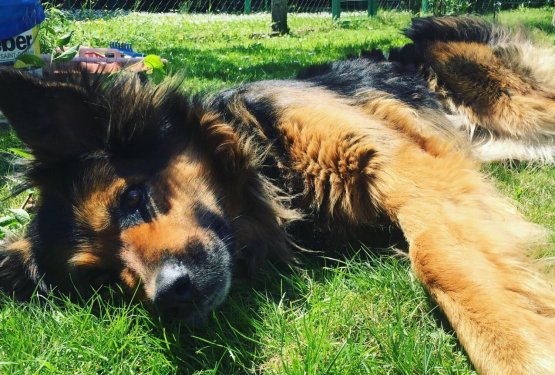 Iz prve tačke: To je Pupina zgodba