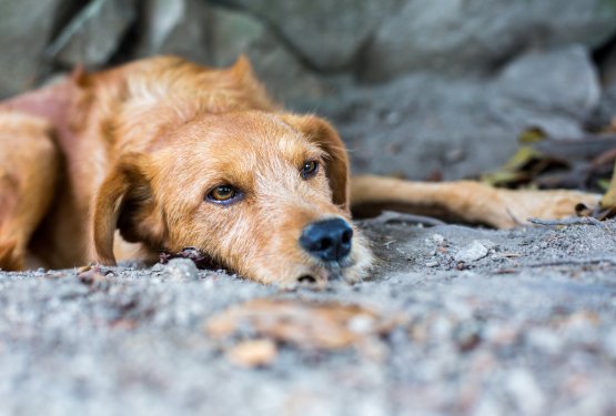Kar 26 veterin bo v oktobru ponujalo nižje cene sterilizacij in kastracij!