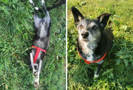 KUŽA TEDNA: Seniorka, ki že pet let čaka na svojega novega skrbnika!