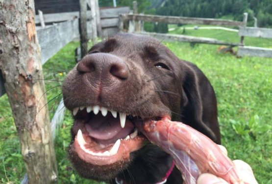 Surova hrana za pse: vse, kar mora&scaron; vedeti pri hranjenju s surovo hrano! (1. del)