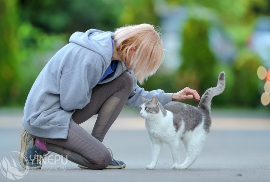 Mačja svetovalka: "Povprečen lastnik ne razume in ni zmožen zadovoljiti mačjih potreb!"