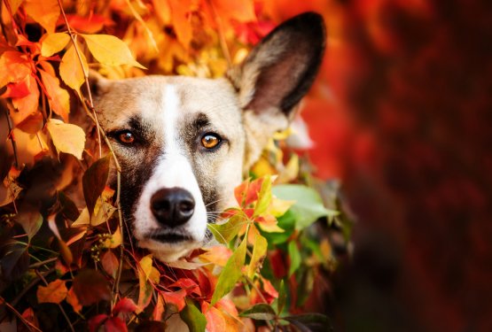 Ali so me&scaron;anci res bolj zdravi od pasemskih psov?