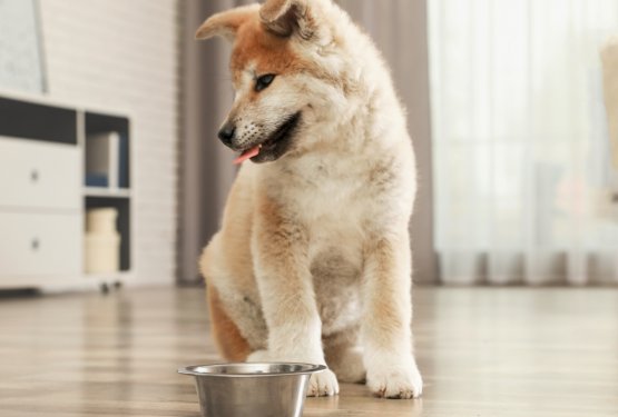 Vse, kar morate vedeti o hranjenju in prehrani pasjih mladičev