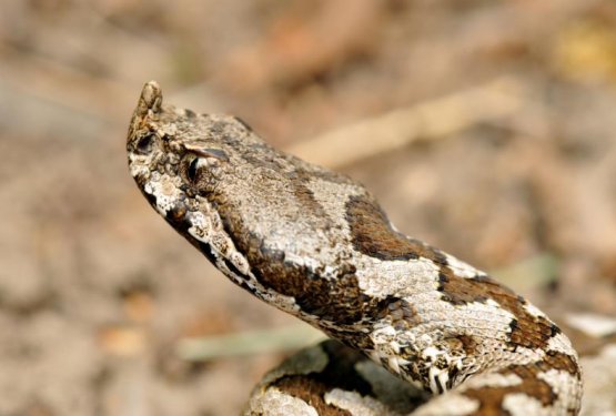 Ugriz strupene kače zahteva takoj&scaron;njo veterinarsko pomoč