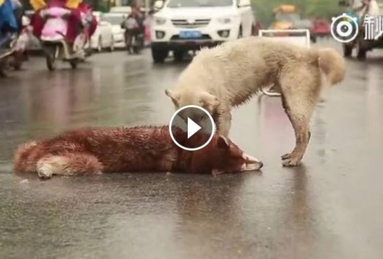 VIDEO: Na zelo prometni cesti ni zapustil prijatelja, ki ga je zbil avto