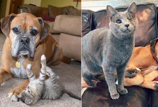 FOTO: Neverjetno prijateljstvo bokserke in malih mačjih kepic