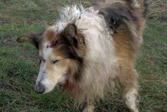 Ustreljen &scaron;kotski ovčar ni preživel