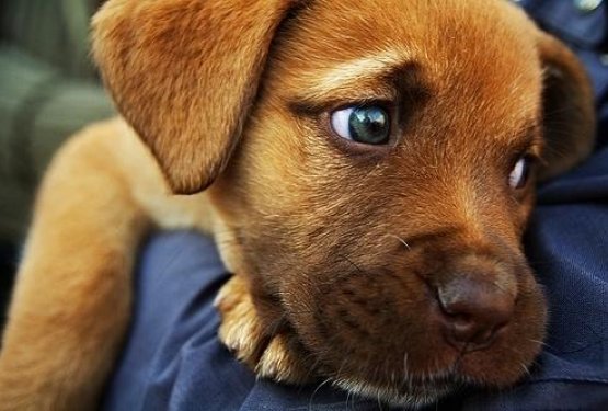 NAGRADNA IGRA: Poklanjamo knjigo "Živali nas človečijo"