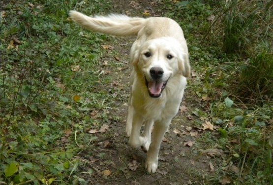 Rižek končno na&scaron;el svojo srečo!