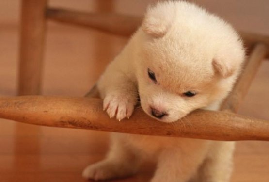 Vse najbolj&scaron;e Dru&scaron;tvo za za&scaron;čito živali Kranj!!!