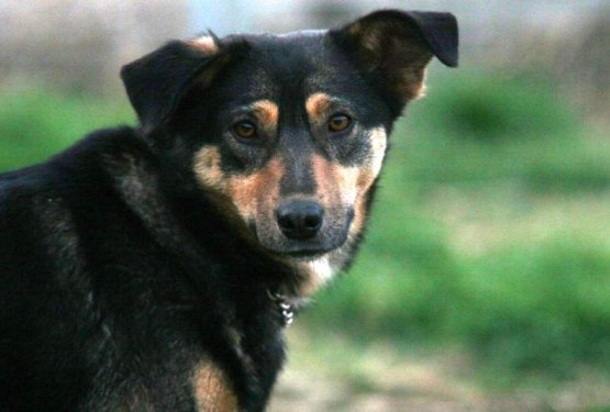 Dobrodelna licitacija za psičko Saro