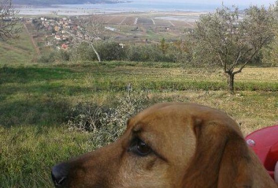 POHODNI&Scaron;TVO &ndash; KROG (Sečovlje)