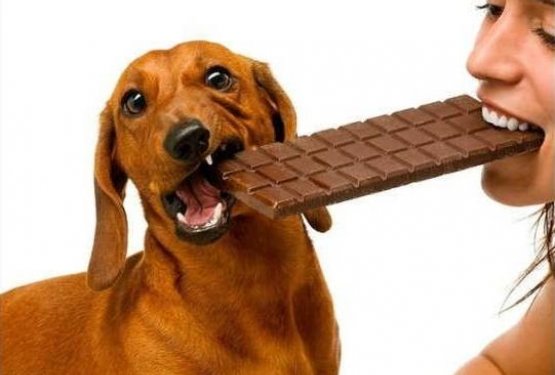 Čokolada je za psa lahko nevarna!