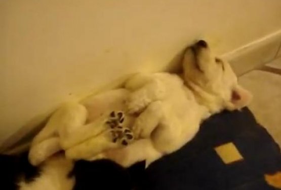 VIDEO: Odvrženih 8 malih kepic bo iskalo dom