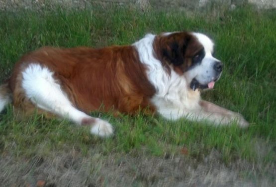 V spomin: Bruno in Mucko