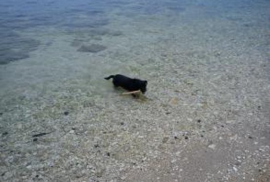 DOG WELCOME: ROVINJ, Hrva&scaron;ka