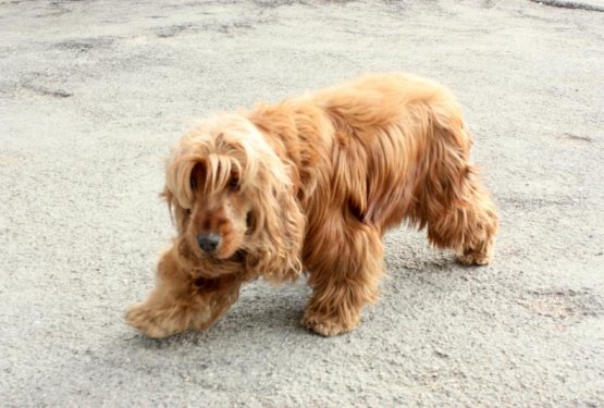 Lenobno življenje v Istri