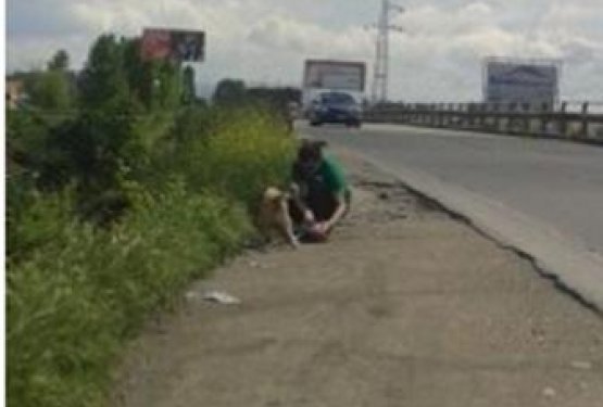 Markova reportaža: Pot po Balkanu in brezdomni psi