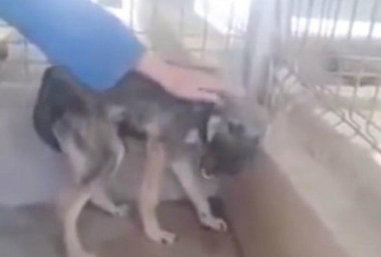 VIDEO: Psička, ki je prvič v življenju deležna božanja
