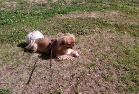 DOG WELCOME: TERME TOPOL&Scaron;ČICA, Slovenija