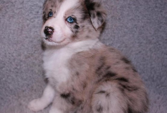 Mojčine pohvale veterinarski in&scaron;pekciji Ljubljana