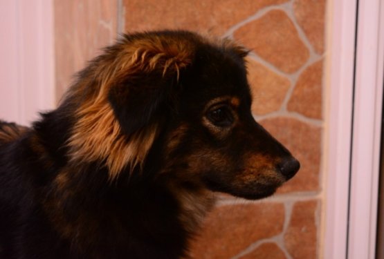 NAJDLJE V ZAVETI&Scaron;ČIH: Kar 1521 dni v zaveti&scaron;ču na nov dom čaka Nikita!