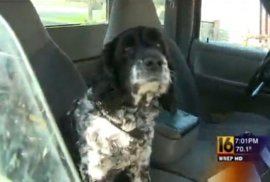 V Pensilvaniji pes v požaru rešil skrbnika 