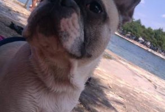DOG WELCOME: POREČ, Hrva&scaron;ka