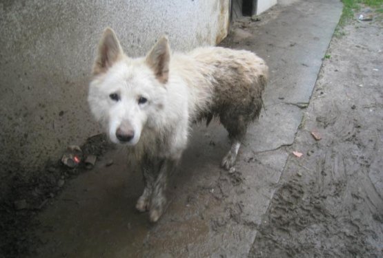 Barbara: Ali kdo ve kaj več o tem psu?