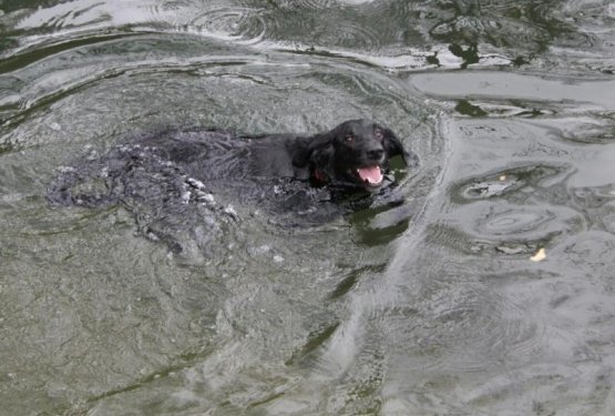 Ponosna skrbnica posvojenega labradorca z vedenjskimi motnjami