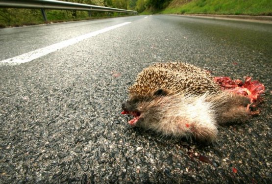 Na cesti nisi sam, na cesti so tudi živali!