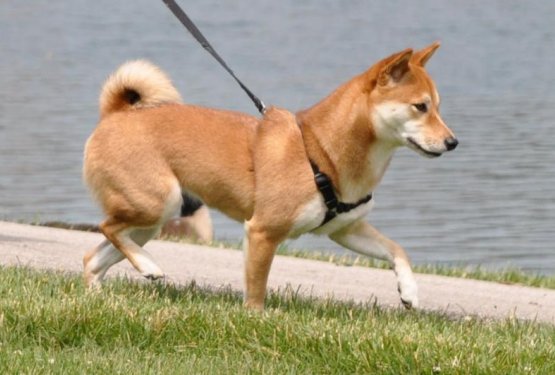 Jelka pi&scaron;e o sprehajanju psov