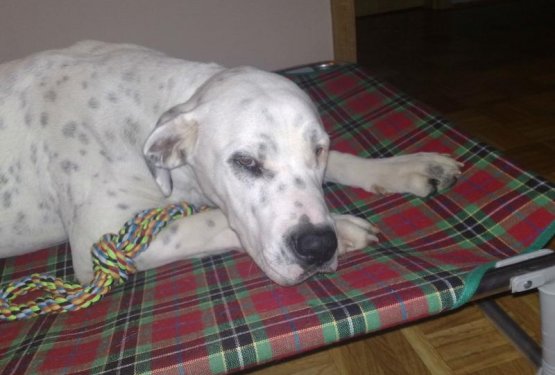 Evina posvojitev psičke in težave s sterilizacijo